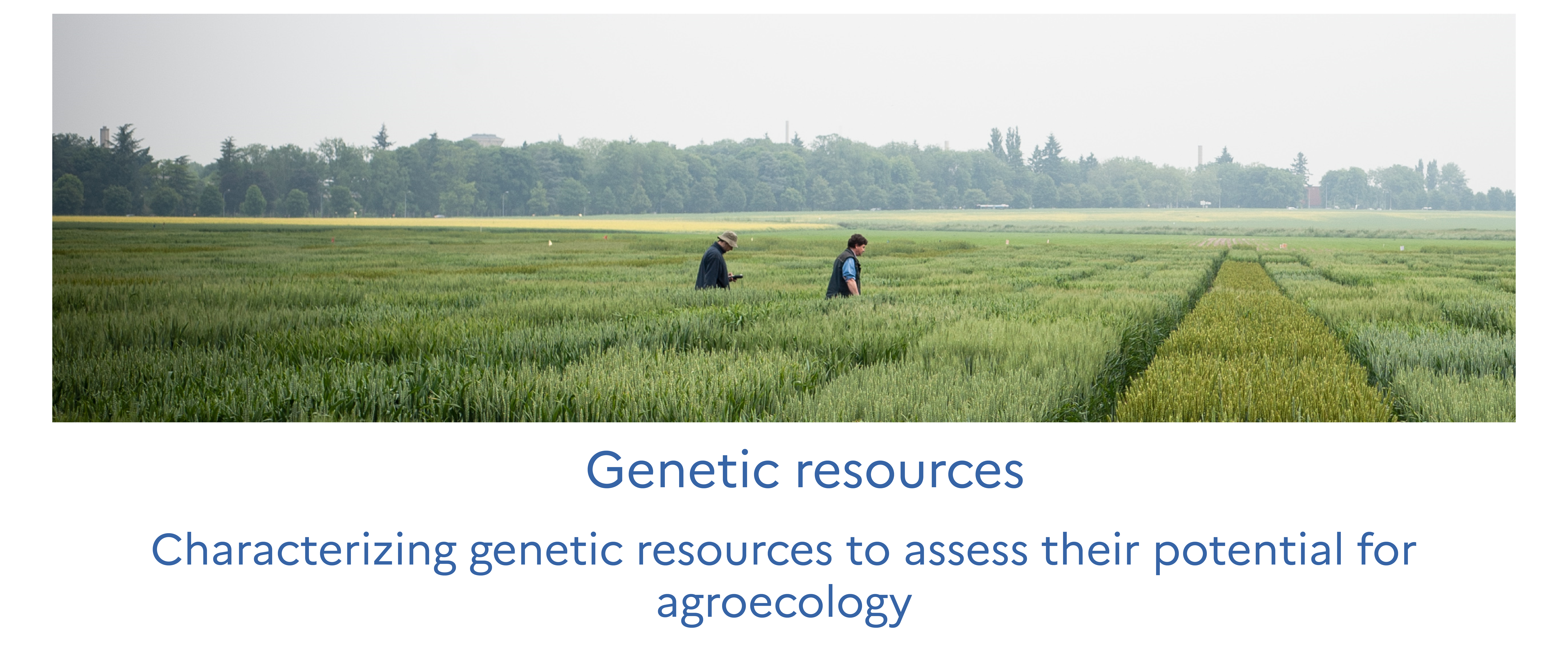 Genetic resources - Characterizing genetic resources to assess their potential for agroecology